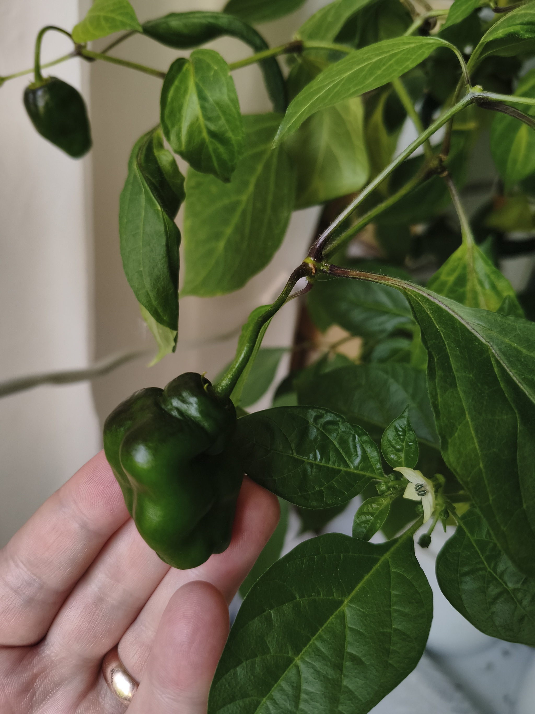 My green zen and purring caretaker - My, Hot peppers, Zen, Garden, Amazing, Balcony, Vegetable garden on the windowsill, Habanero, cat, Chilli, Longpost
