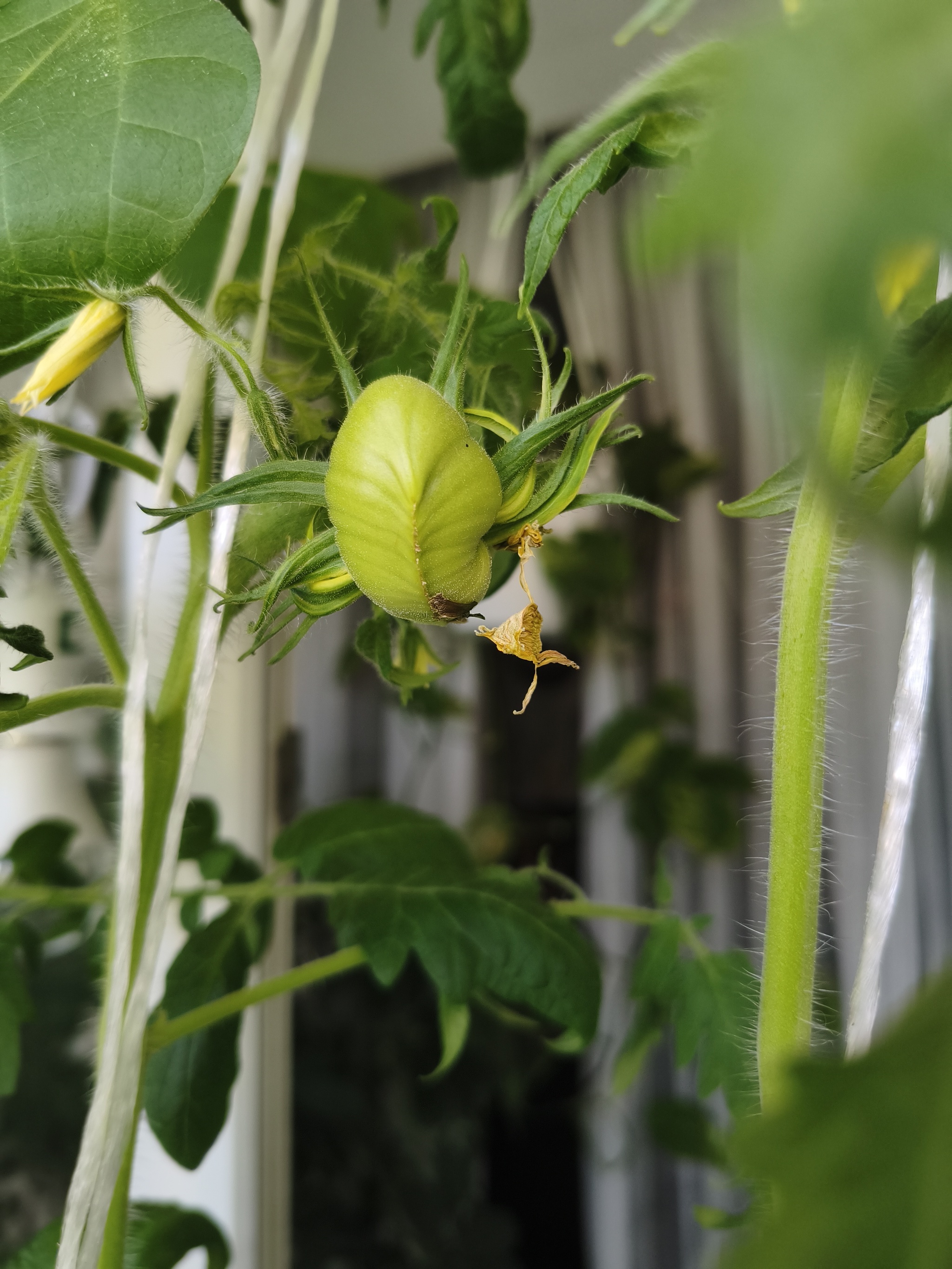 My green zen and purring caretaker - My, Hot peppers, Zen, Garden, Amazing, Balcony, Vegetable garden on the windowsill, Habanero, cat, Chilli, Longpost