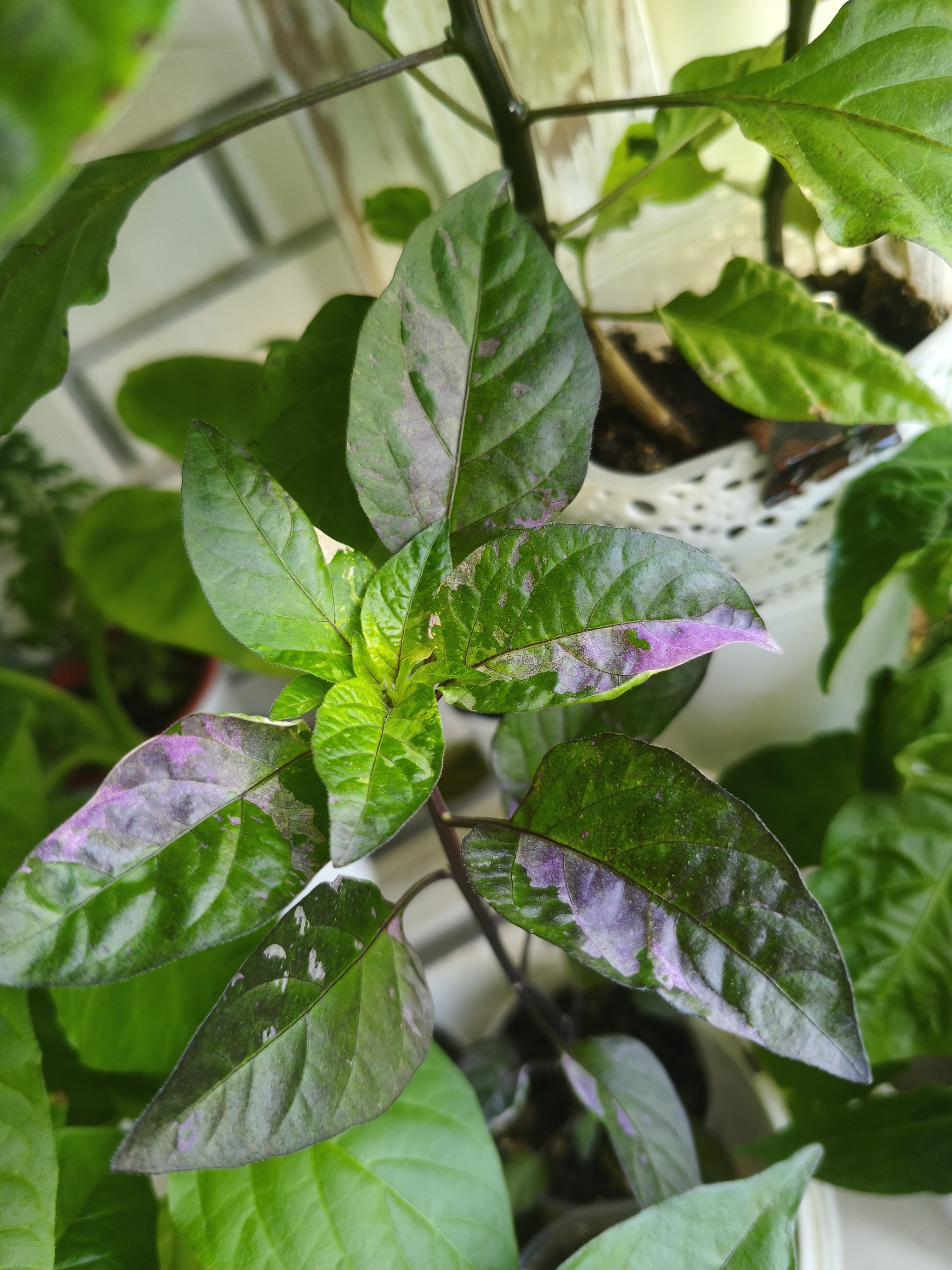 My green zen and purring caretaker - My, Hot peppers, Zen, Garden, Amazing, Balcony, Vegetable garden on the windowsill, Habanero, cat, Chilli, Longpost