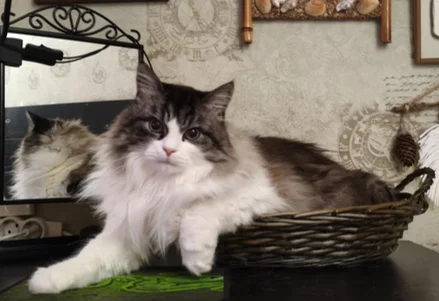 My green zen and purring caretaker - My, Hot peppers, Zen, Garden, Amazing, Balcony, Vegetable garden on the windowsill, Habanero, cat, Chilli, Longpost