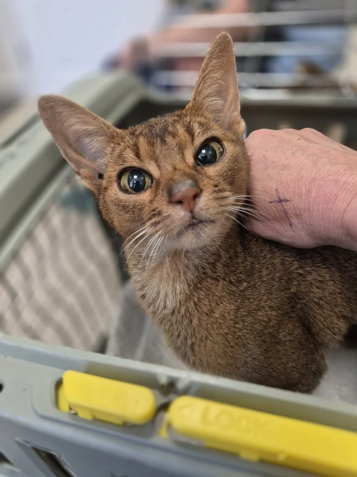 ABYSSINIAN - Series ABYSSINA Abi, My, Abyssinian cat, cat, Animal Rescue, In good hands, Cat lovers, Vertical video, Saint Petersburg, Good league, Veterinary, Lost, Video, Short videos, Longpost