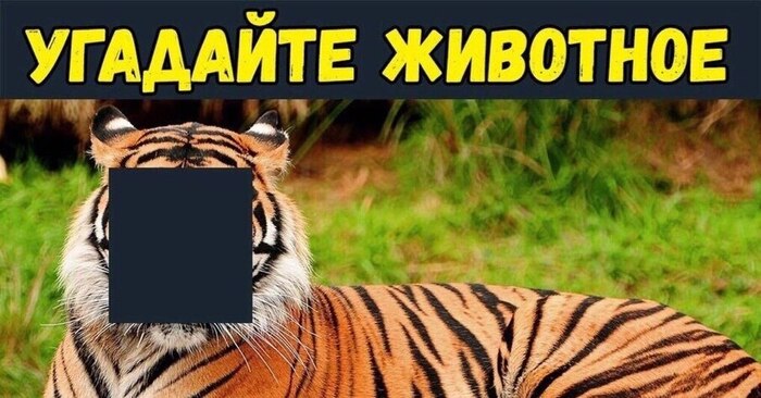 Угадайте животное на картинке