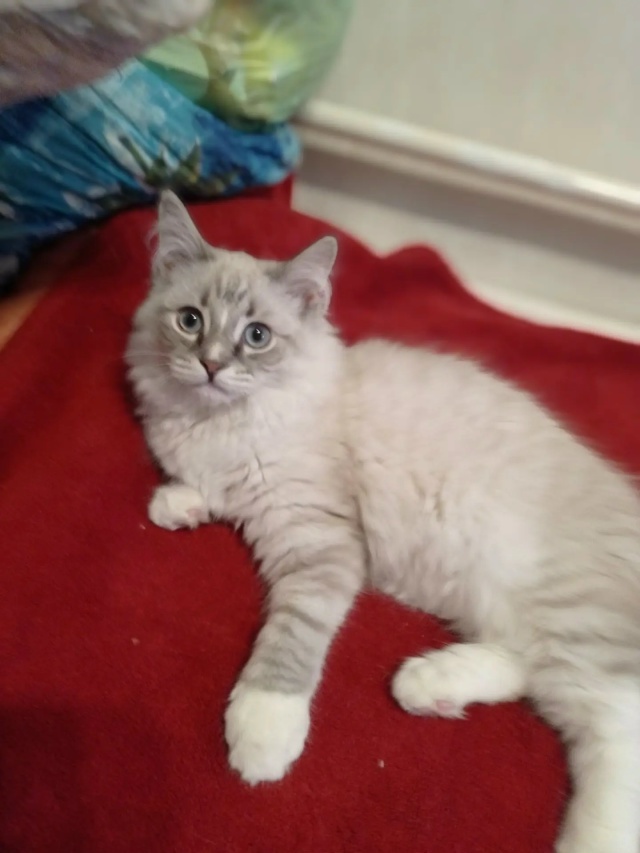 Пропал котик. Тюмень