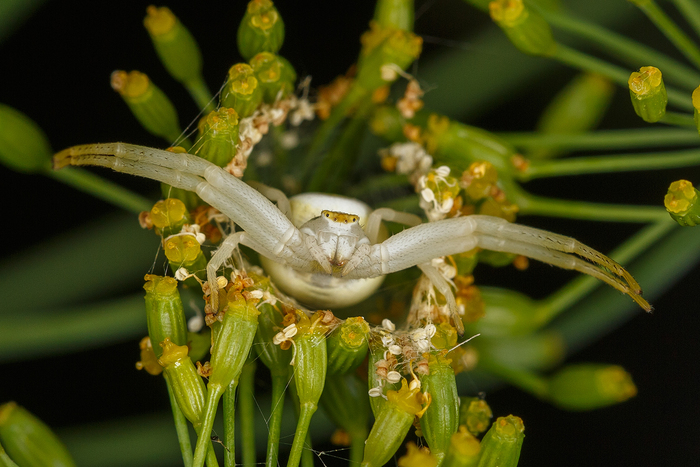 ��������� ����-������� (Misumena vatia)