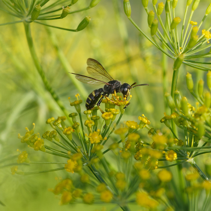 ���������������� ��� ��� �� ��������� ������ �� (Crabronidae)