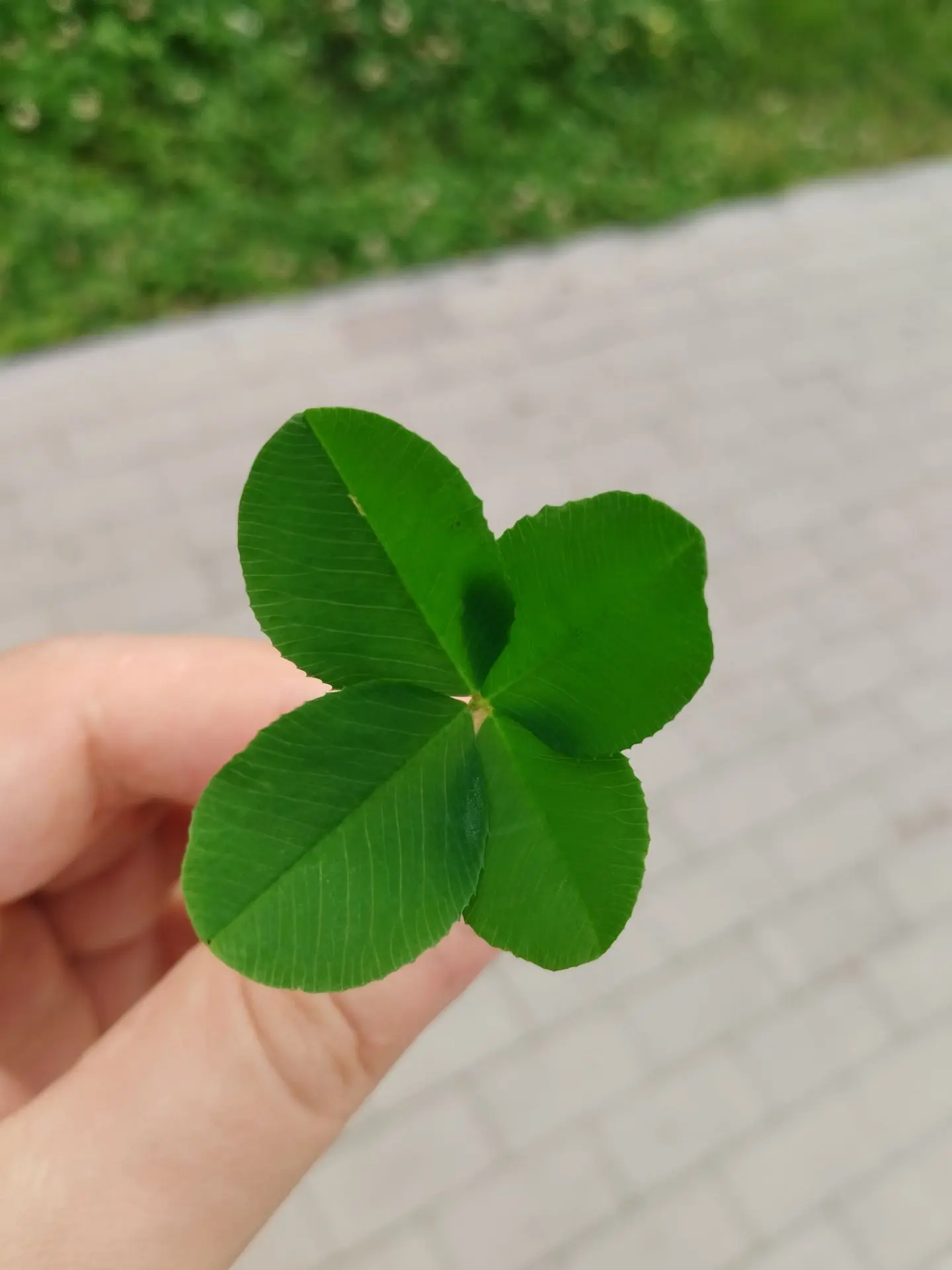 Reply to the post Show me the last photo you took just because you thought it was beautiful. - My, The photo, Mobile photography, A wave of posts, Longpost, Reply to post, Good mood