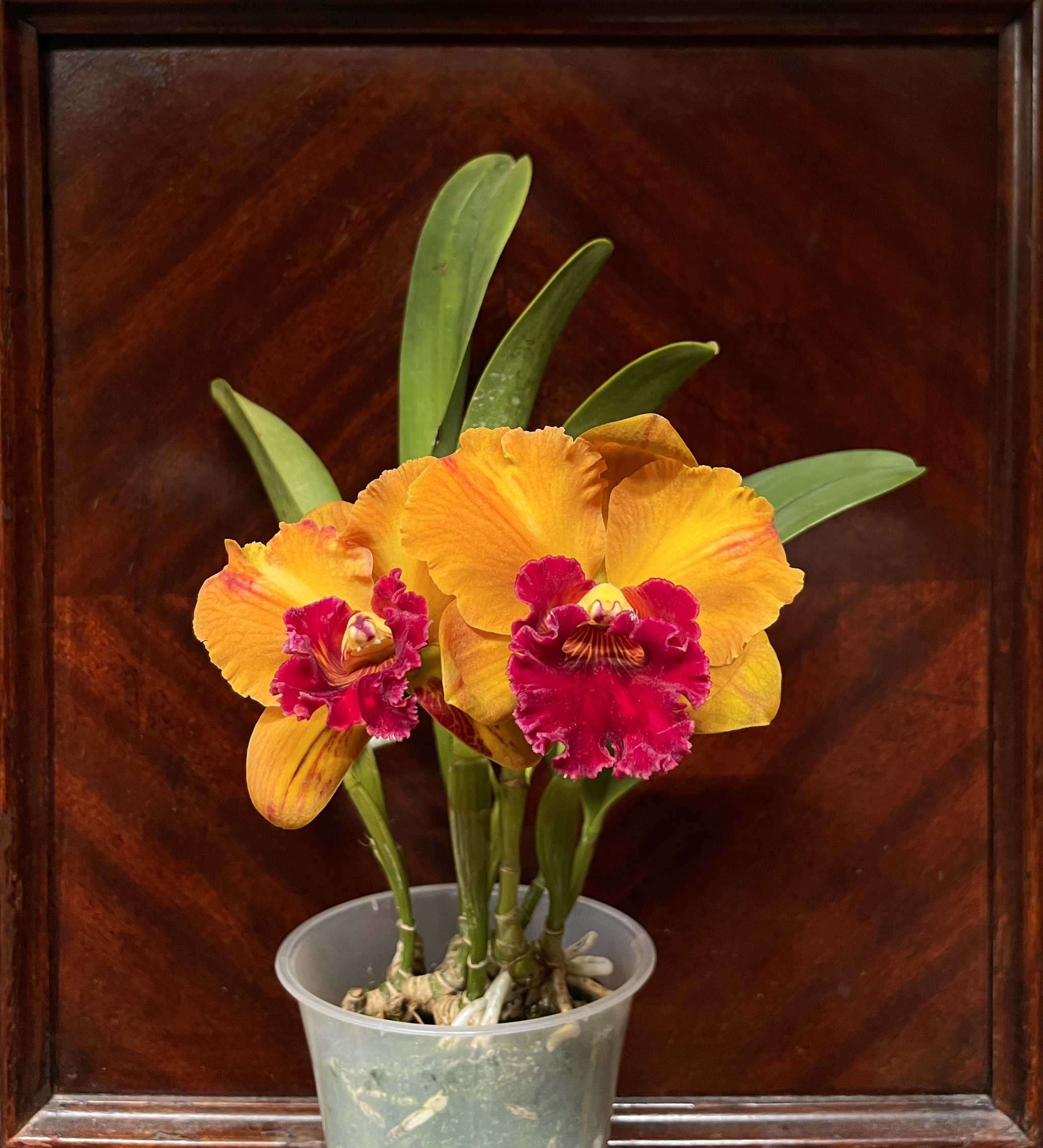 June blossoms - Series Photos of my flowering plants, My, The photo, Flowers, Orchids, Bloom, Floriculture, Phalaenopsis, Plants, Houseplants, Longpost