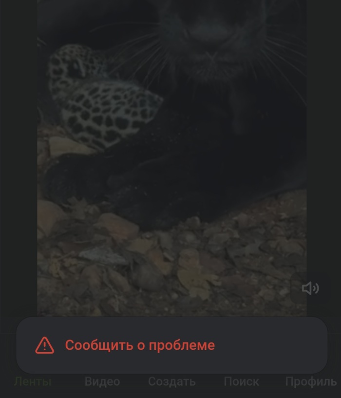 ������ ����� ����� ���� ������� "����������"