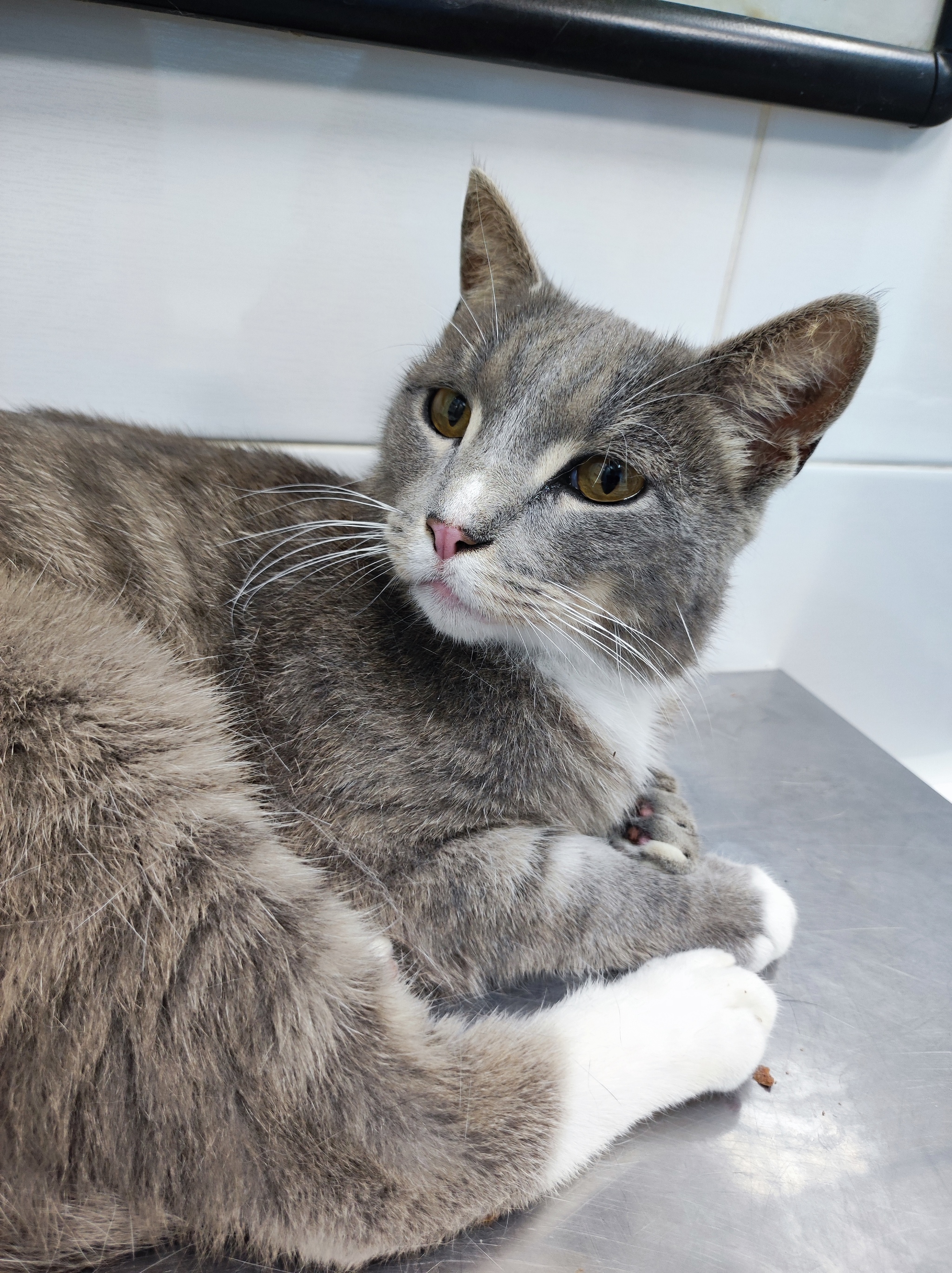 Yesterday we visited the clinic with the lame Snickers - Series The cat is lame, My, Treatment, Veterinary, cat, Homeless animals, Good league, Shelter, Overexposure, Longpost