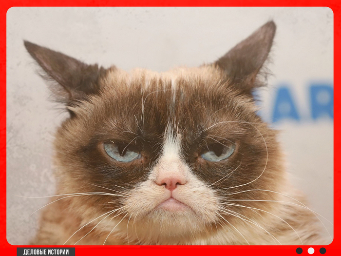 ����� Grumpy Cat