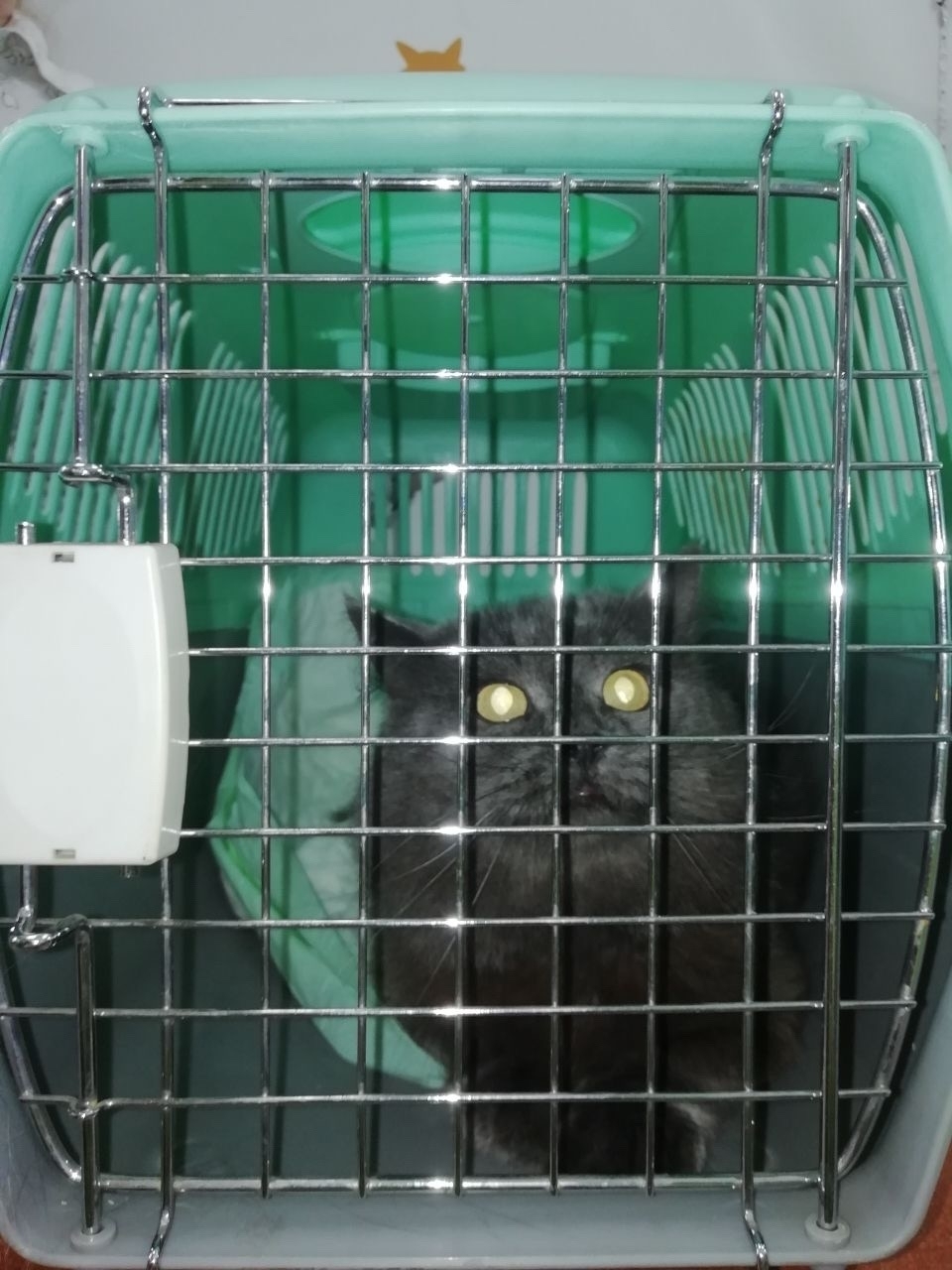 10 kittens have gone home in the last two weeks! - Series Found a home, My, In good hands, Good league, Helping animals, cat, Moscow, Murkosh shelter, Kittens, Paws, Cat lovers, Kindness, Pets, Short videos, Vertical video, Found a home, The photo, Events, Happiness, Miracle, I share my joy, Video, Longpost