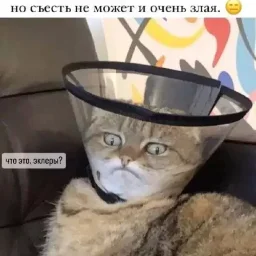 PiligrimFox