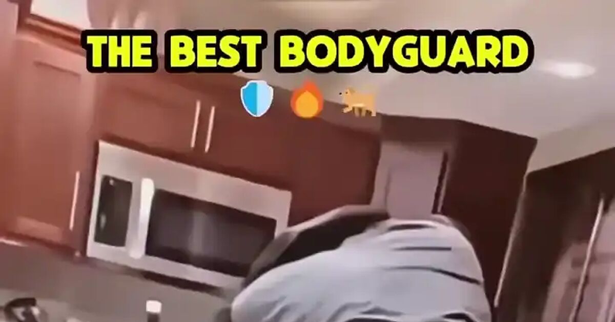 Bodyguard dogs - Girls, Dog, Security, Vertical video, Boobs, Video, Short videos