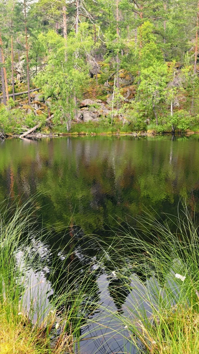 Journey through Karelia. Chapter 1: Ladoga Skerries. Part 2 - My, Alloy, Kayak, Skerries, Ladoga, Ladoga skerries, Island, Australian shepherd, Карелия, Travels, Hike, Longpost