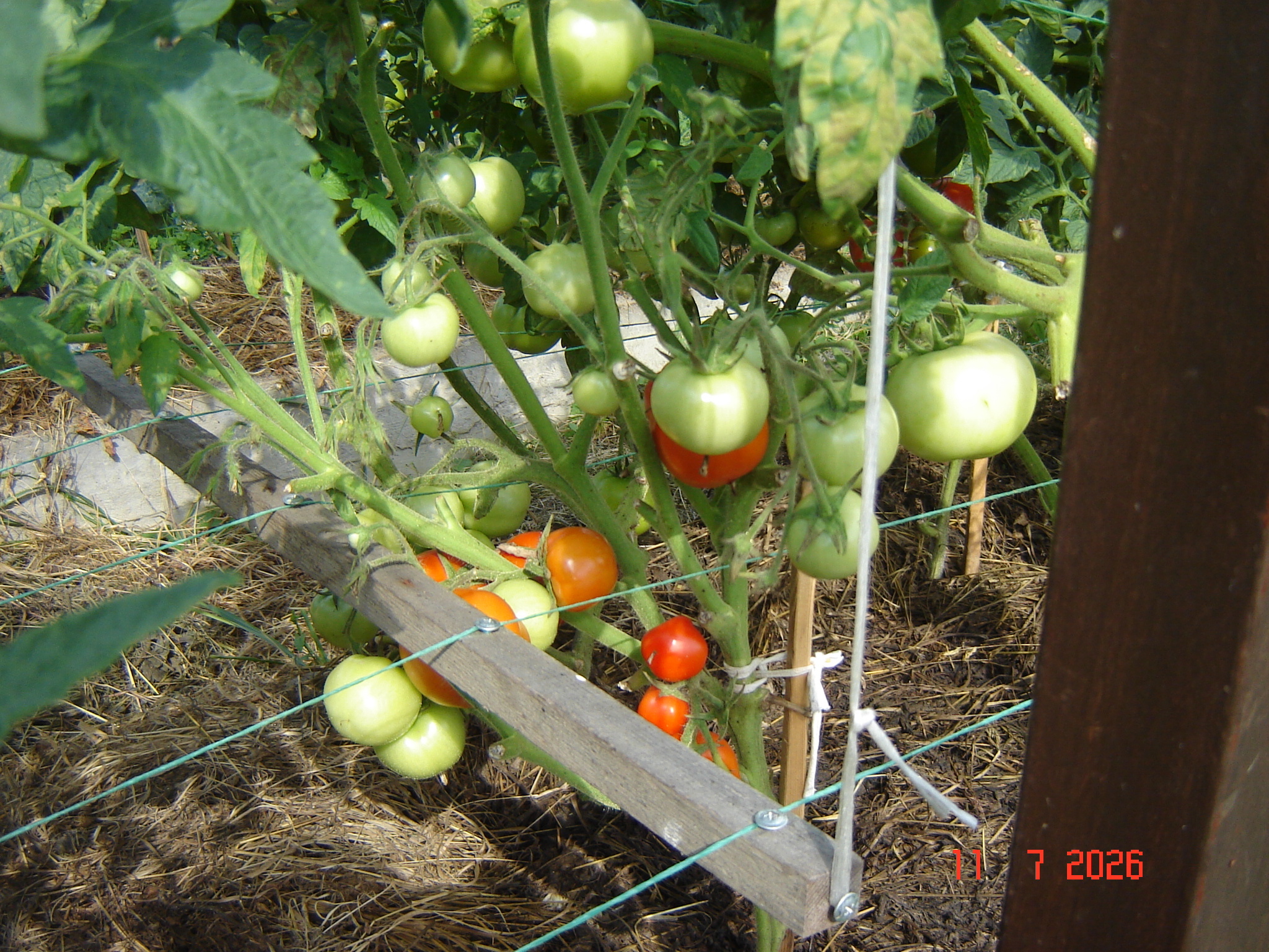 The first tomatoes of July - My, Краснодарский Край, Growing, Tomatoes, Longpost