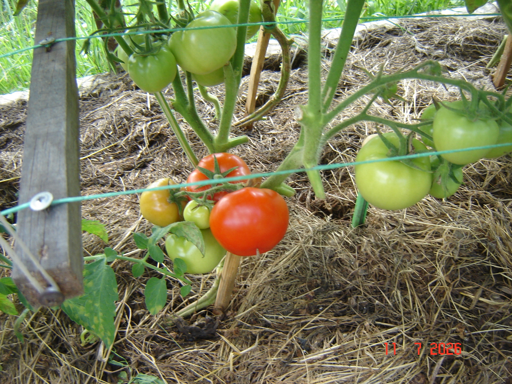 The first tomatoes of July - My, Краснодарский Край, Growing, Tomatoes, Longpost