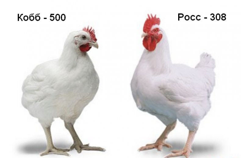 Why can't broiler chicken eggs produce broiler chicks? How do they hatch? A poultry farming mystery. - Egg, Hen, Food, Pets, Animals, Wild animals, Zen, Yandex Zen, Yandex Zen (link), Longpost