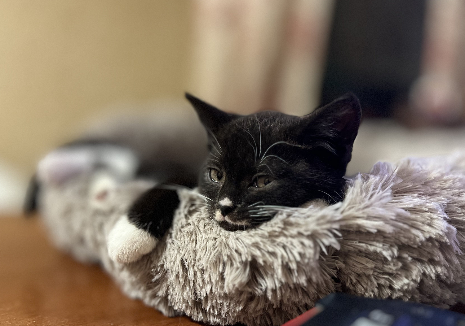 Masya. Here's a hole in your belly, and you won't thank me. - Series In the animal world, My, Story, cat, Cat lovers, Life stories, Veterinary, Longpost