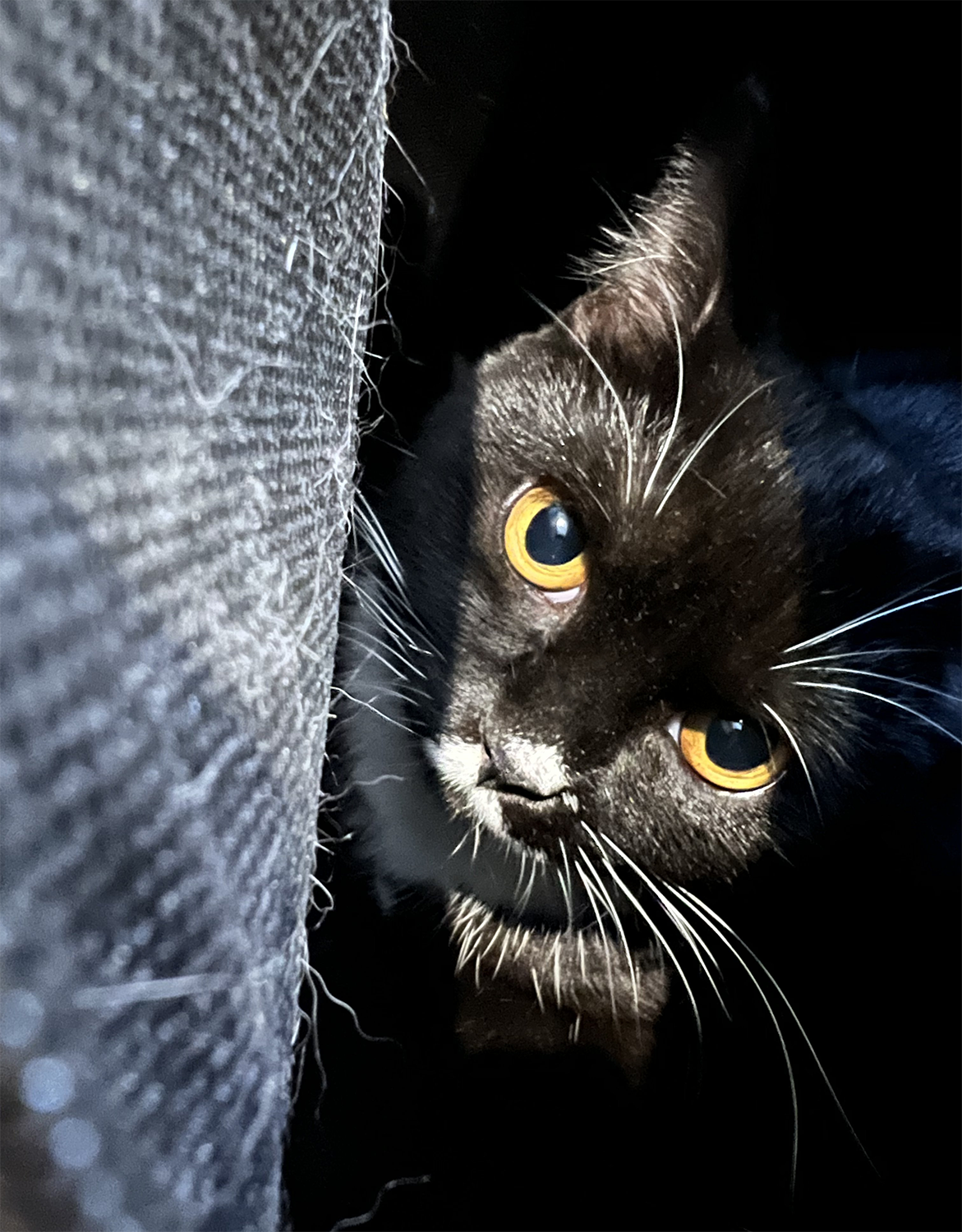 Masya. Here's a hole in your belly, and you won't thank me. - Series In the animal world, My, Story, cat, Cat lovers, Life stories, Veterinary, Longpost