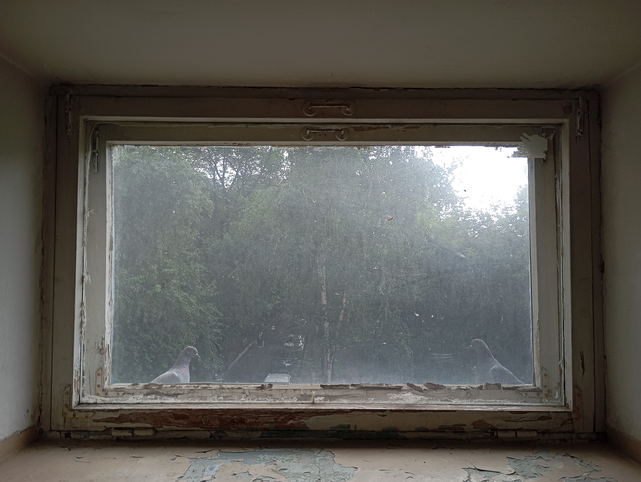 Reply to the post Show me the last photo you took just because you thought it was beautiful. - My, The photo, Mobile photography, A wave of posts, Pigeon, Reply to post