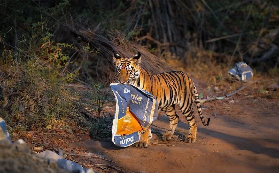 Clean up after you here. - Series Tigers, Tiger cubs, Bengal tiger, Tiger, Big cats, Cat family, Predatory animals, Wild animals, wildlife, National park, India, Bags, Garbage, The photo, Longpost