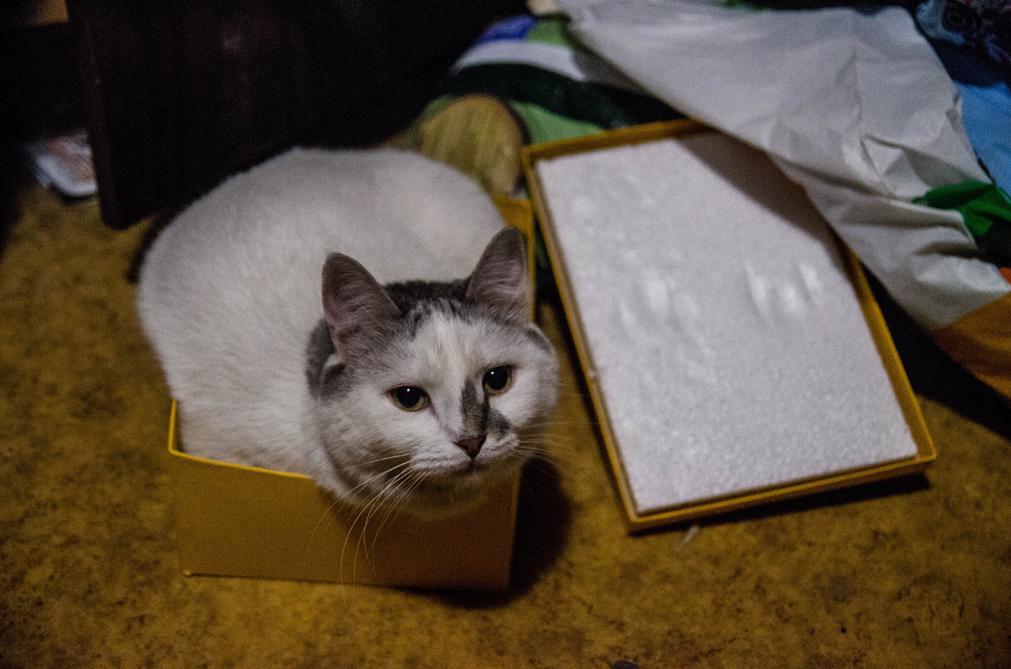 Response to the post The most comfortable bed - My, Short videos, Vertical video, cat, Fluffy, Funny animals, Telegram (link), Video, Soundless, Reply to post