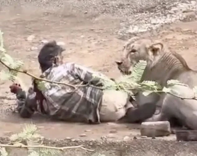 Caress is also pleasant for a lioness - Series Lions, Lioness, India, Dangerous animals, Attack, Wild animals, Negative, Predatory animals, Saving life, Injury, a lion, Cat family, Big cats, Video, Video VK, Short videos