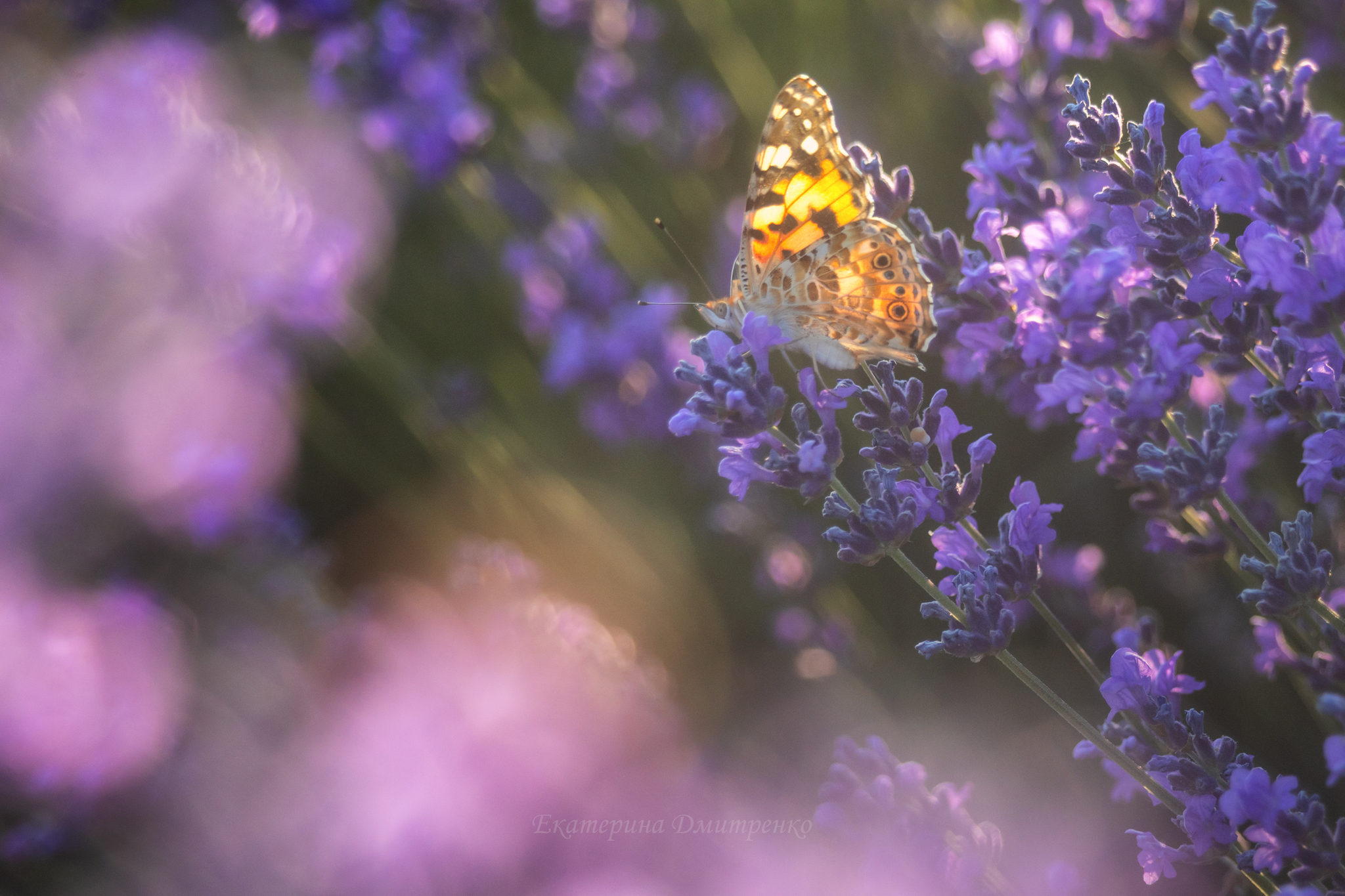 Morning in a Lavender Field. Continued - My, Landscape, The photo, Crimea, Sunrises and sunsets, Lavender, dawn, Flowers, Bakhchisarai, Sky, Beautiful view, Longpost, Morning