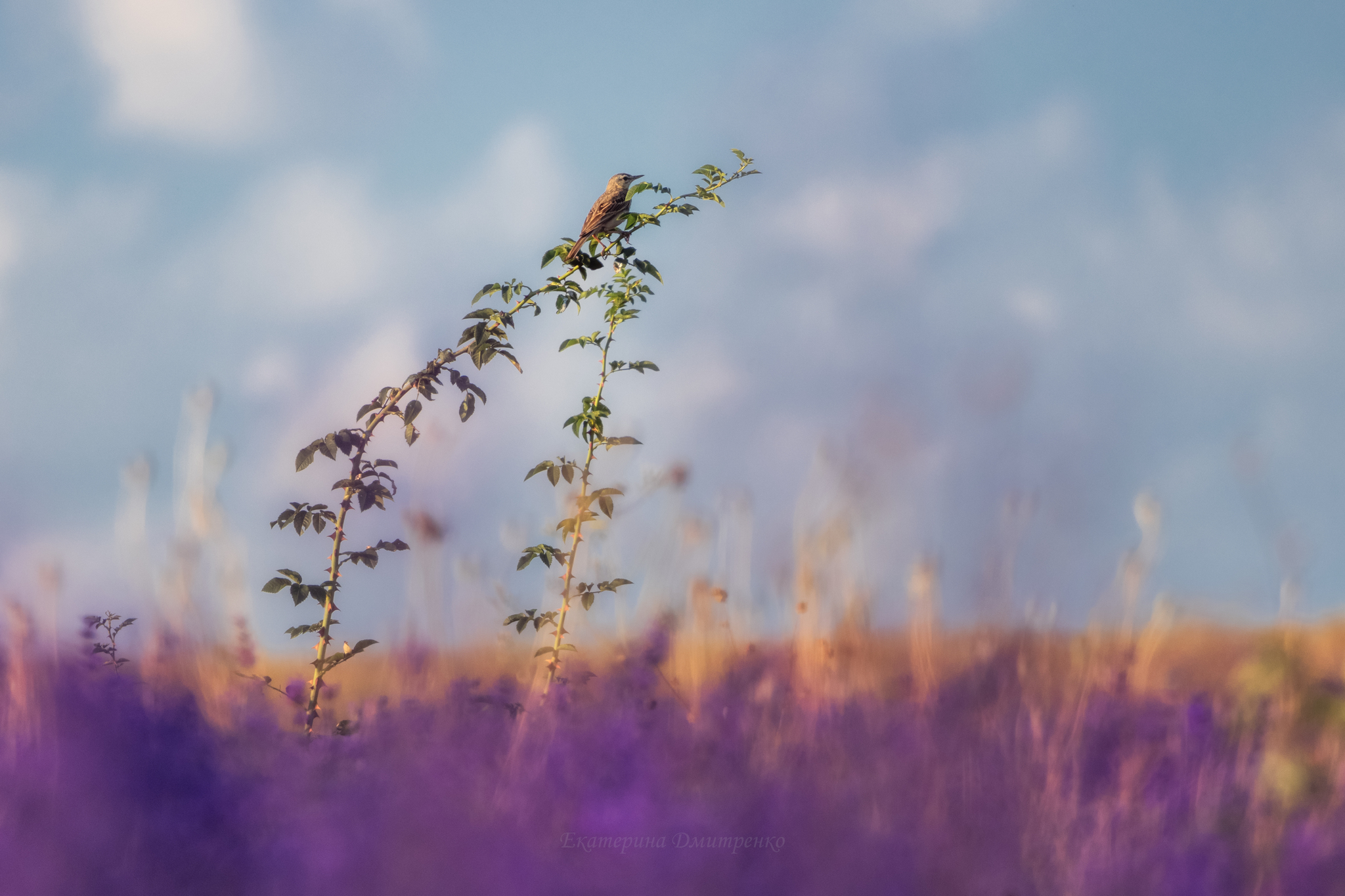Morning in a Lavender Field. Continued - My, Landscape, The photo, Crimea, Sunrises and sunsets, Lavender, dawn, Flowers, Bakhchisarai, Sky, Beautiful view, Longpost, Morning