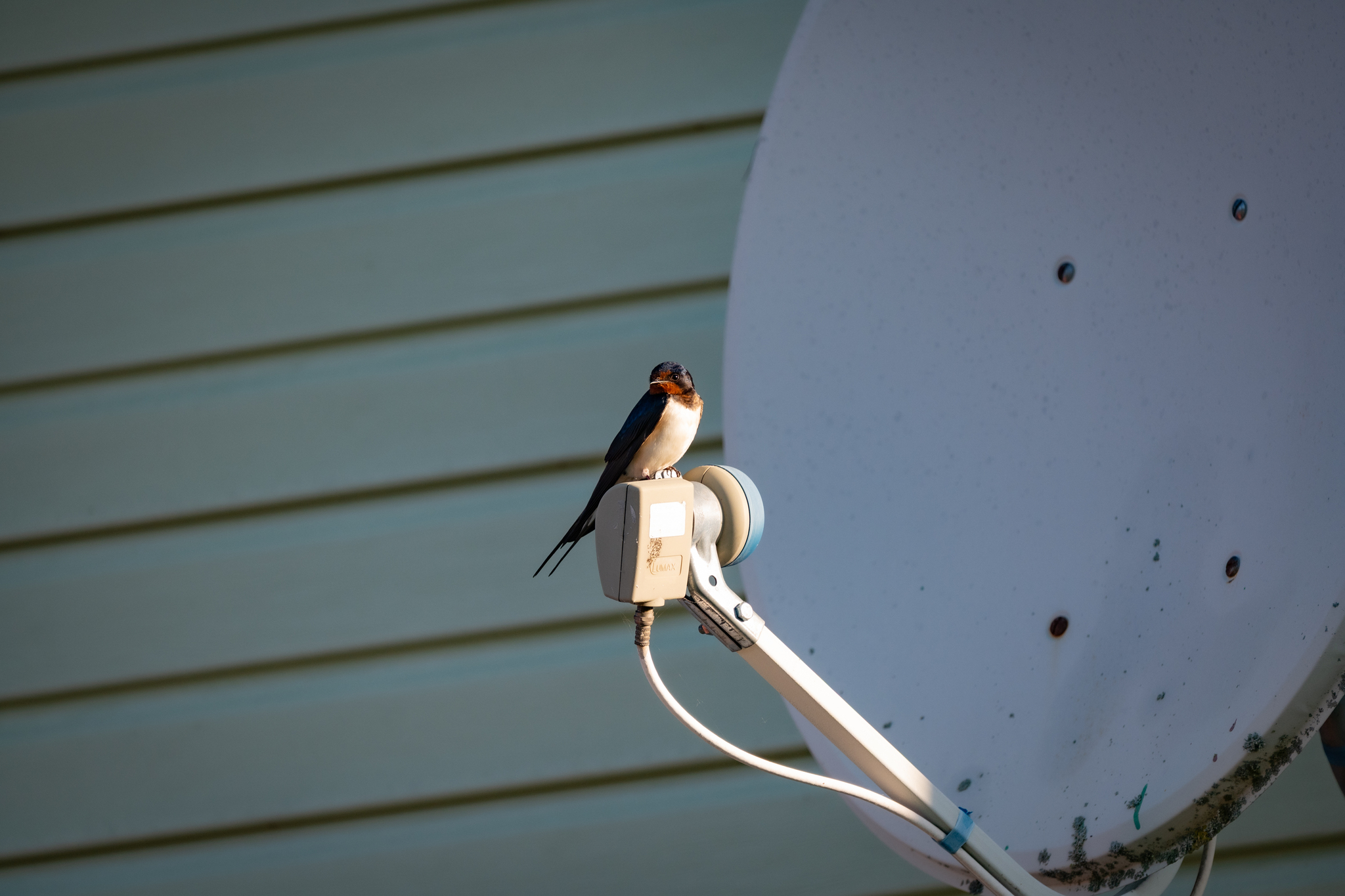Antenna repair technicians - Series Photo hunting, My, Nikon, The photo, Vladimir region, The nature of Russia, Photo hunting, Martin, Bird watching, Ornithology, Ornithology League, Hobby