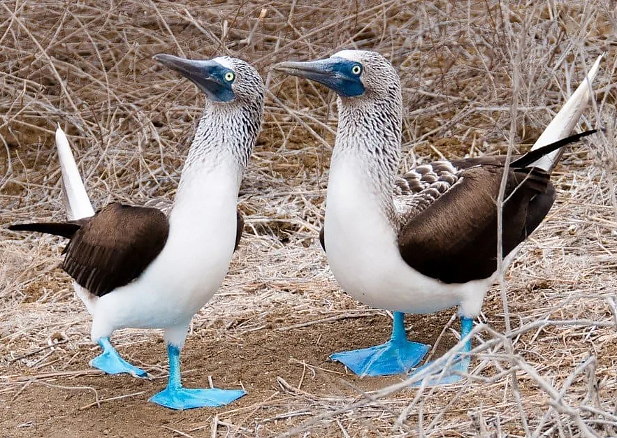Bird in shoe covers - Series Did you know , My, Biology, Informative, Facts, Nauchpop, Nature, Animals, In the animal world, Amazing, Astonishment, Birds, Booby, Blue-footed booby, Video, Short videos, Vertical video, Longpost