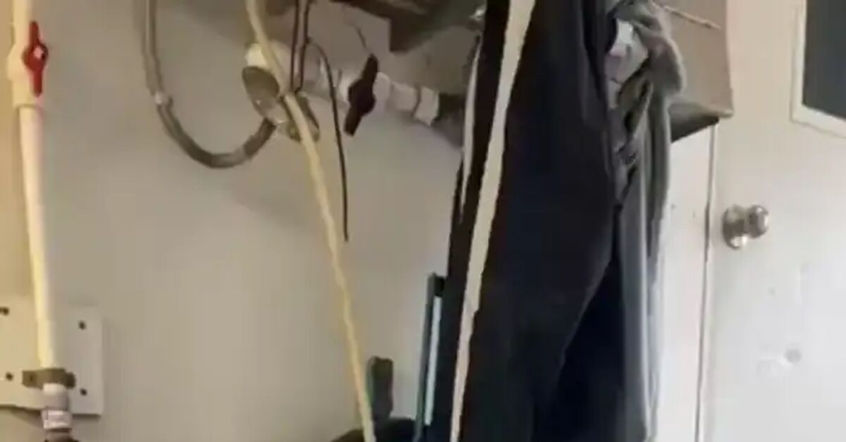 Work is a pleasure :) - cat, Short videos, Vertical video, Video