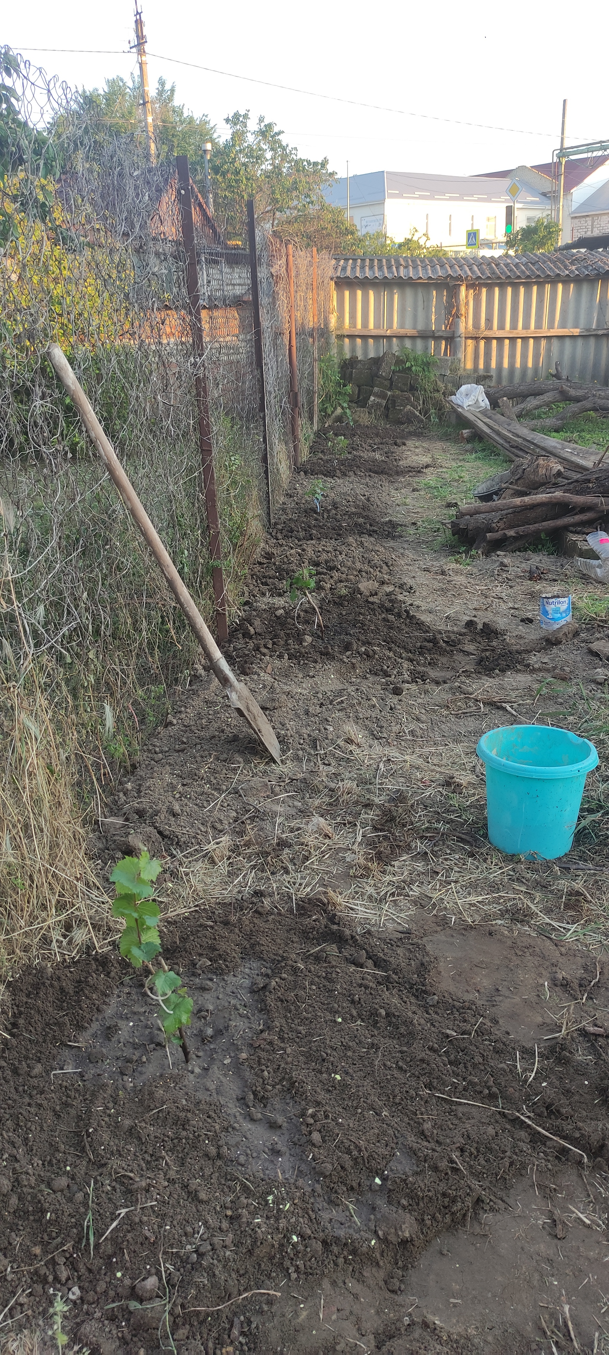 Continuation of the post Planted a Grape - My, Vineyard, Grape, Gardener, Gardening, Plants, Garden, Personal experience, Saplings, Minerals, Fertilizers, Reply to post, Longpost