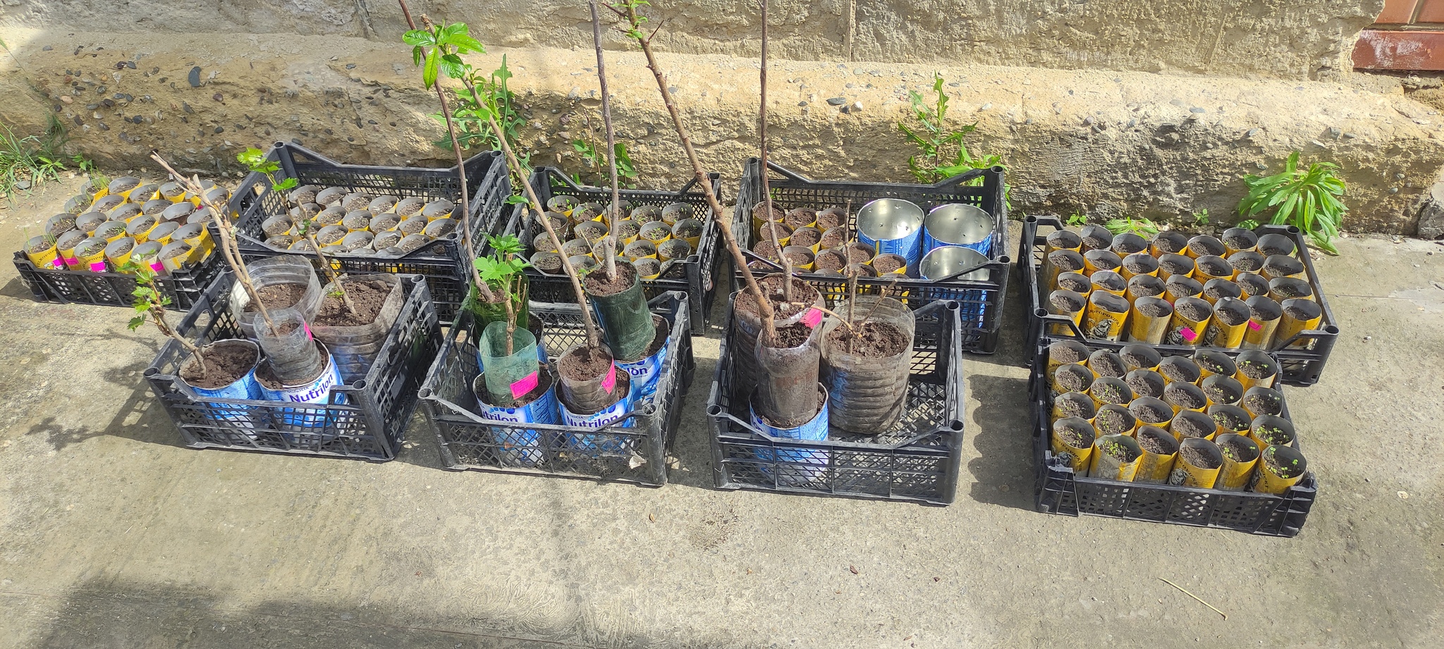 Continuation of the post Planted a Grape - My, Vineyard, Grape, Gardener, Gardening, Plants, Garden, Personal experience, Saplings, Minerals, Fertilizers, Reply to post, Longpost