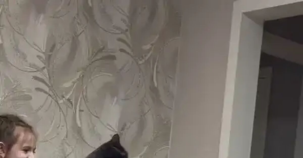 ...when you want extreme sports and obscurantism, but a two-legged slave can't cope [catism] - cat, Telegram (link), Computer chair, Children, Video, Vertical video, Short videos