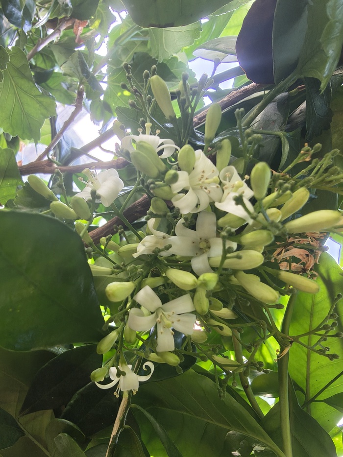 ������ ������. �� ������ � Murraya paniculata ��� �� ������ �����������. ������ ��� �������� �������...