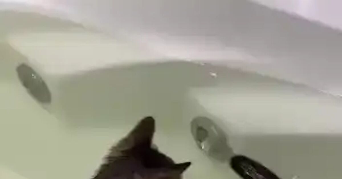 A good option for animating the loading icon when the VPN is malfunctioning. - Series Kotomemchiki, Humor, Short videos, Vertical video, cat, Water, Telegram (link), Video