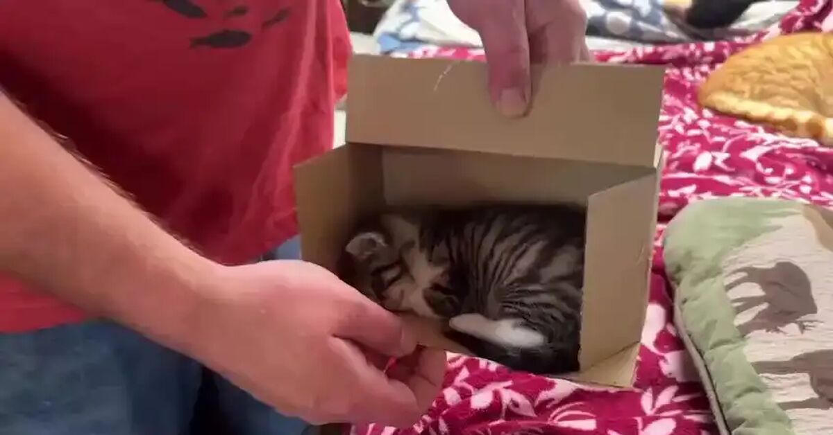 It's time to sleep - Short videos, Vertical video, cat, Fluffy, Funny animals, Telegram (link), Video, Soundless
