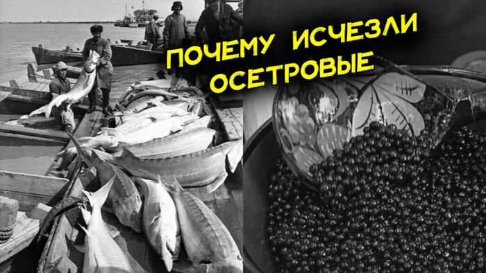 Почему исчезли осетры