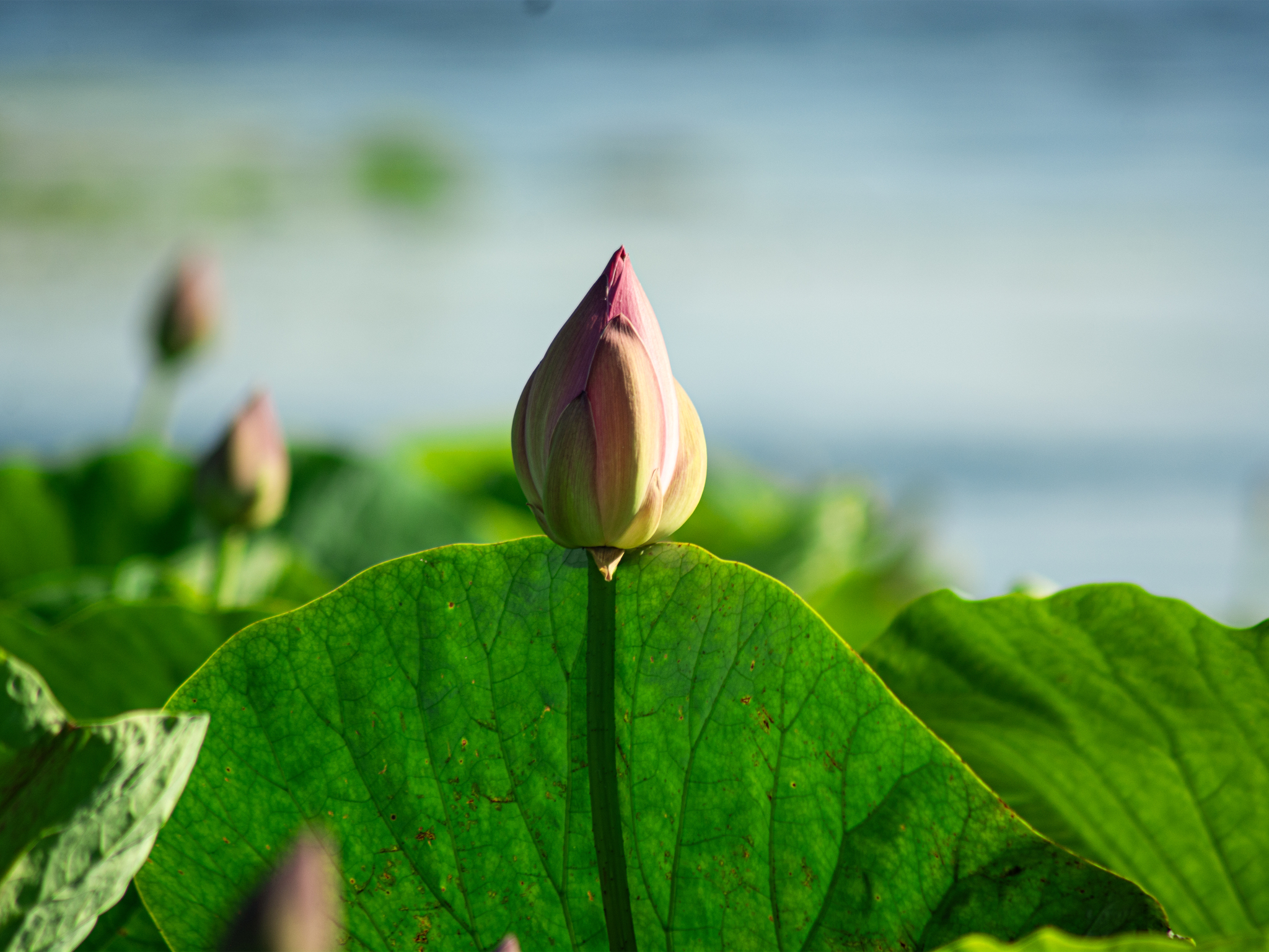 I visited Komarov's Lotus for you - Series Visited for you, My, Дальний Восток, Nature, Russia, The photo, Blagoveshchensk, Nikon, Vertical video, Plants, Lotus, Amur region, Biology, Video, Short videos
