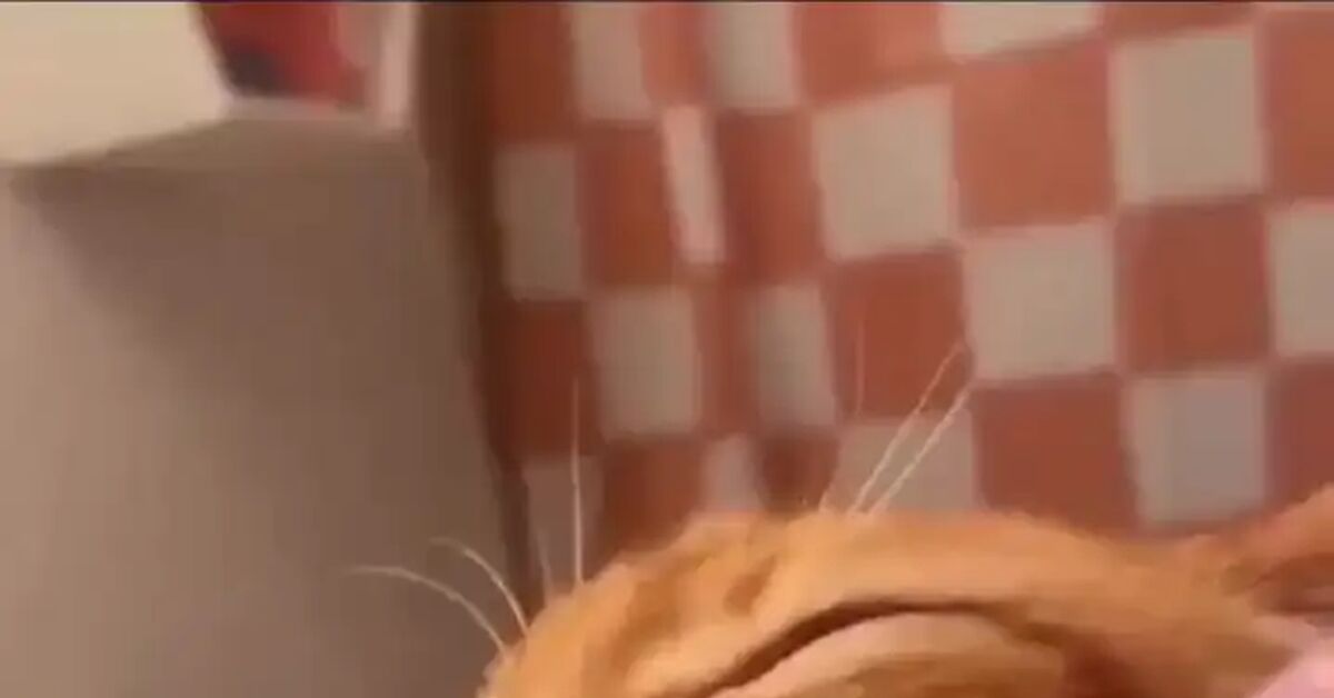 I think they went a bit overboard with the orange color, but otherwise, everything is very beautiful. - Milota, Humor, cat, Redheads, Cat lovers, Pets, Video, Vertical video, Short videos