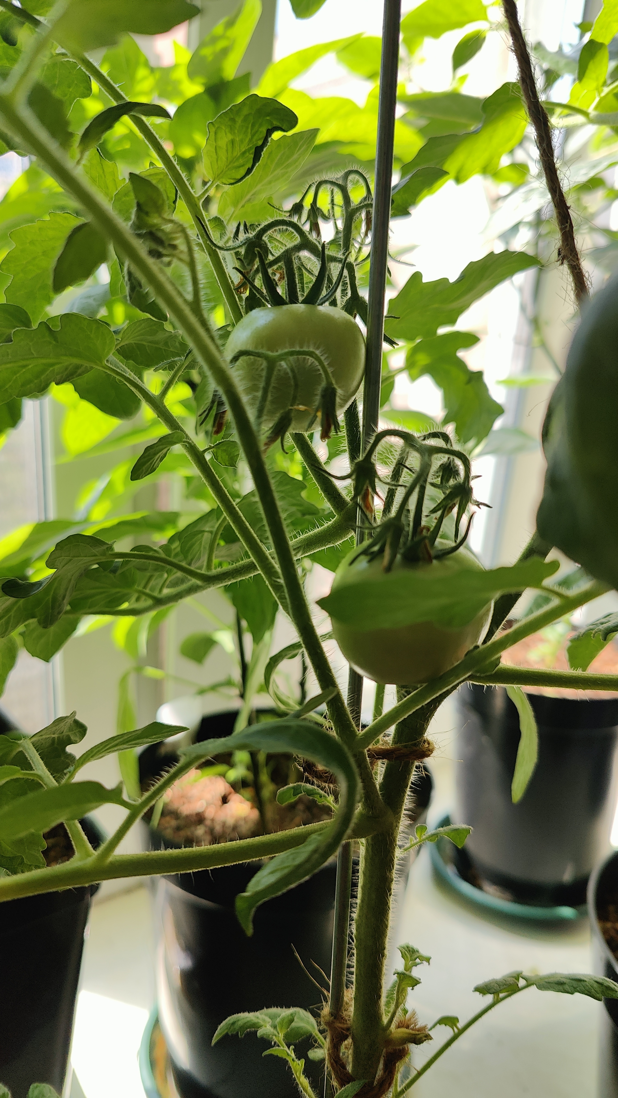 A Window Garden. Part 4: Interim Results - My, Hot peppers, Houseplants, Growing, Plant growing, Longpost, Series Vegetable garden on the windowsill