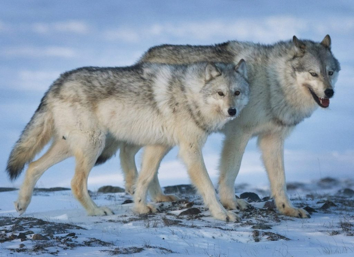 Люди? А эт кто?