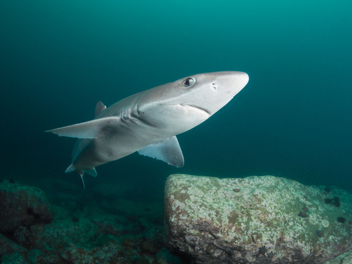 The largest shark to swim in the Sea of ??Azov - Shark, Marine life, Predatory animals, Azov sea, Animals, Wild animals, Zen, Yandex Zen, Yandex Zen (link), Longpost, Katran