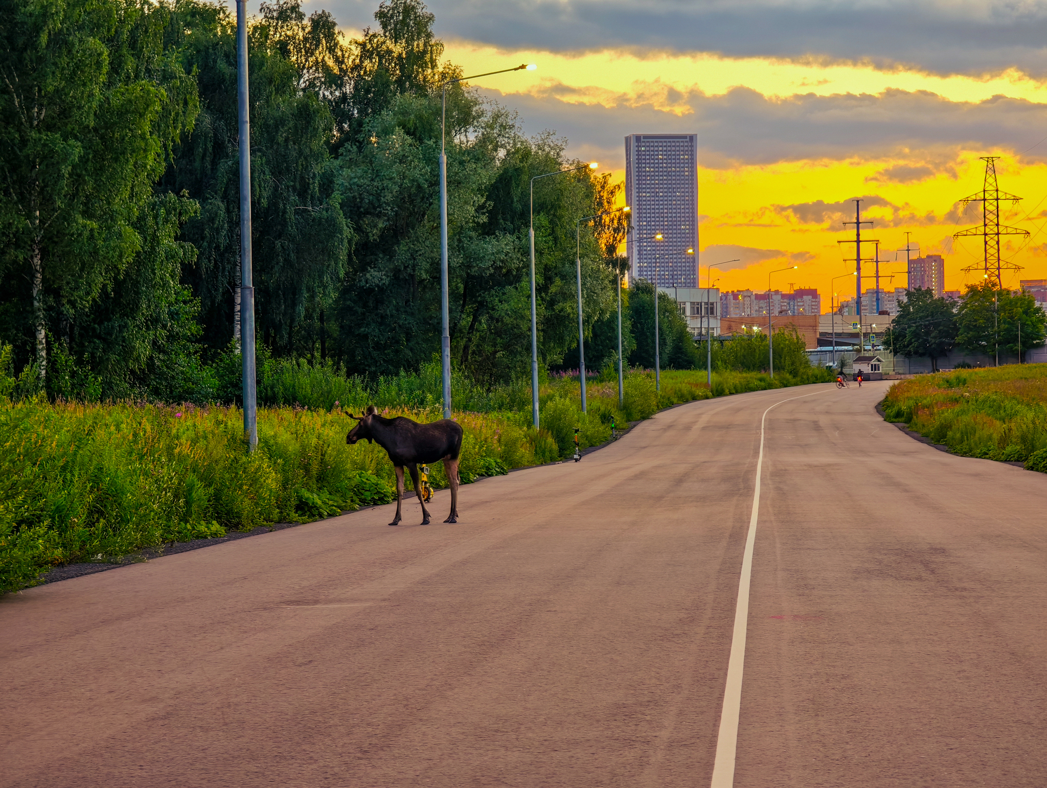 An unexpected meeting - My, Elk, Mobile photography, Elk Island, Longpost