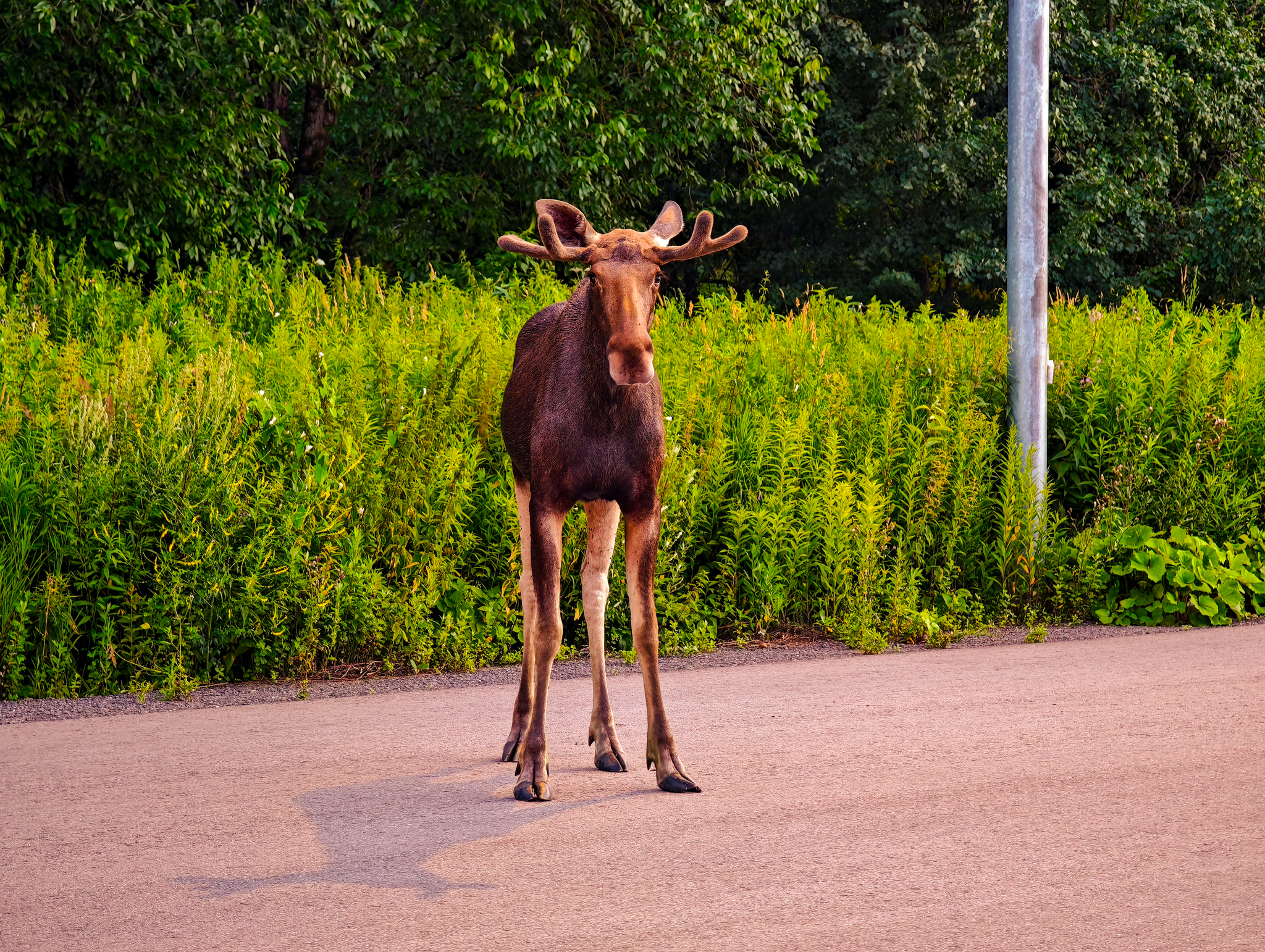 An unexpected meeting - My, Elk, Mobile photography, Elk Island, Longpost