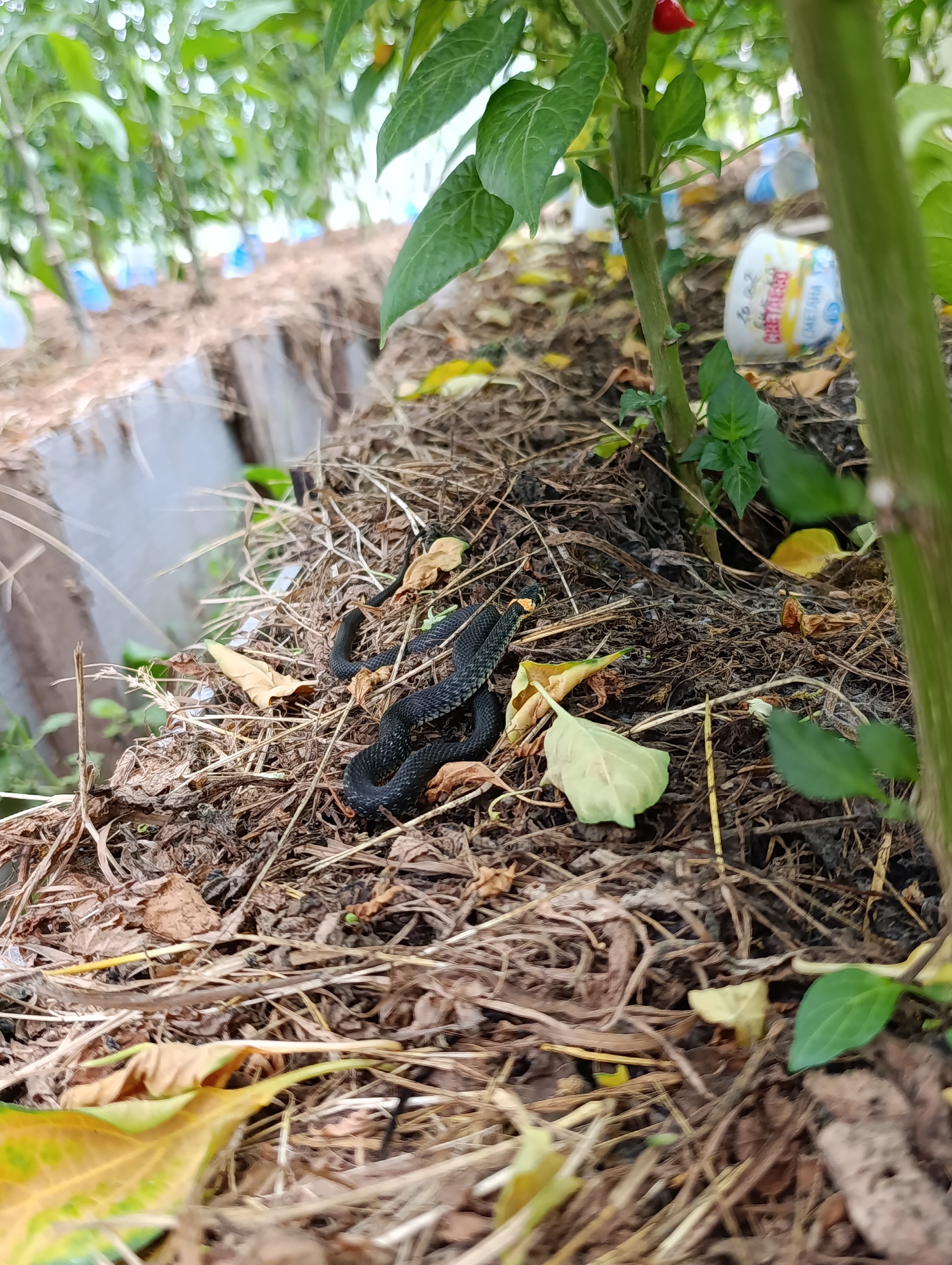 Top dressing - My, Hot peppers, Already, Snake, Longpost