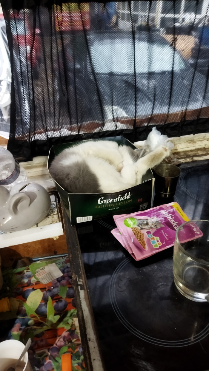 Найди кота