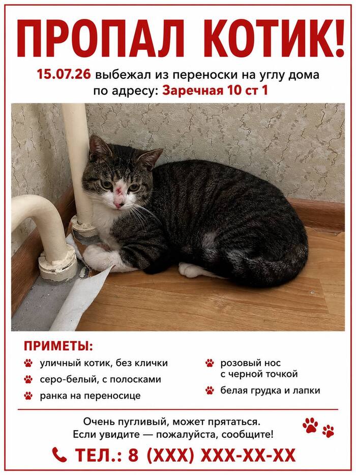 Питер. Пропал котик