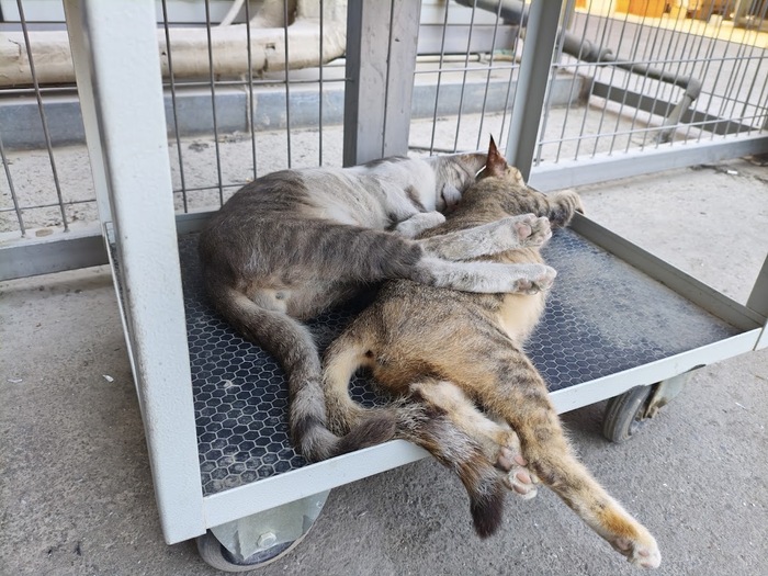 Зато бубенцы на месте ))